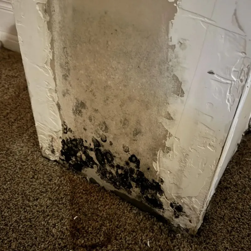 Professional Mold Removal in Lincoln, AR